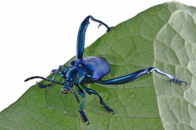Adult male frog-legged leaf beetle.