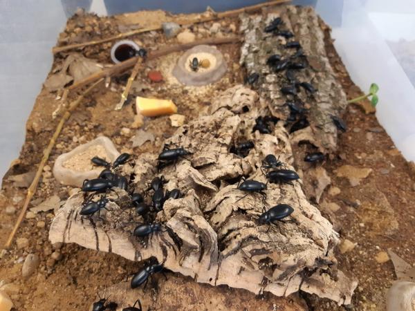 Eleodes dans un micro-habitat, alors que l’équipe d’entomologistes font des tests en prévision de la mise en exposition dans le Grand Vivarium du nouvel Insectarium.
