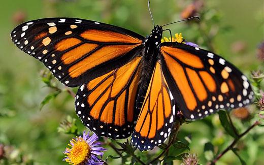 Monarch butterfly (Danaus plexippus) © André Sarrazin