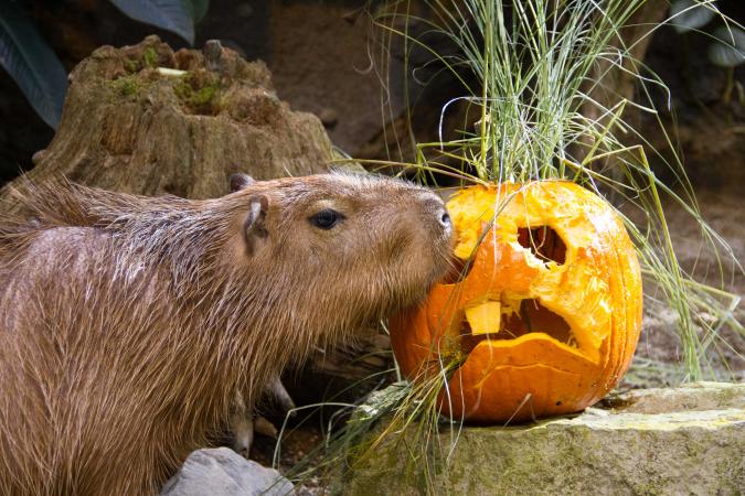 The Biodôme's capybaras enjoy Halloween-themed enrichments.