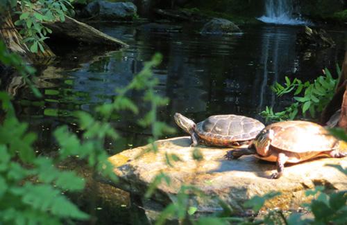 Tortues peintes 