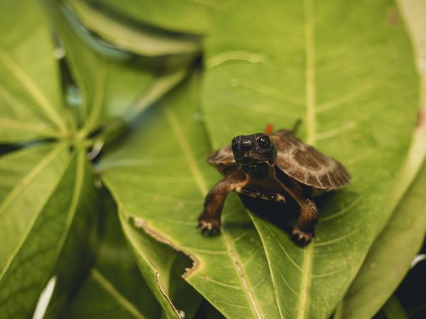Wood turtle (Glyptemys insculpta) at the Biodôme of Montreal