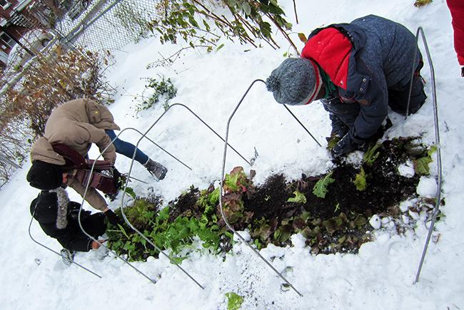La neige est présente, mais c’est l’heure de la récolte. Les arceaux métalliques peuvent rester en place pendant l’hiver pour une installation rapide au printemps.