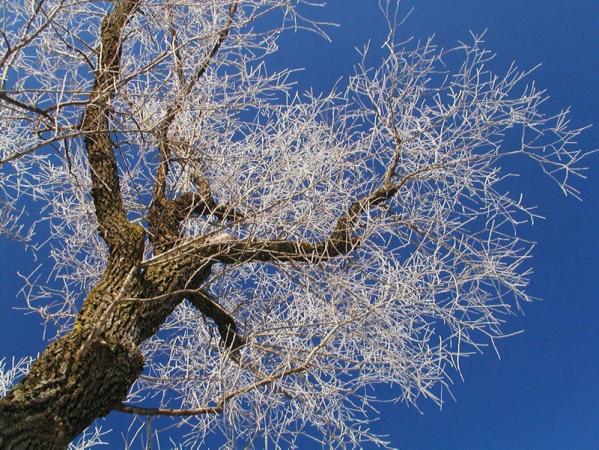 Un arbre en hiver