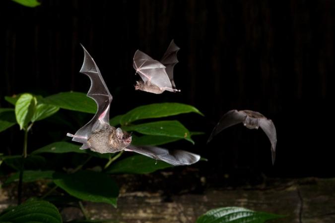 Pallas’s long-tongued bat