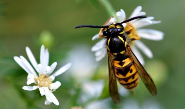 The German Yellowjacket (Vespula germanica) is a common species observed in Québec.