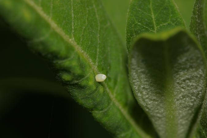 Oeuf de monarque