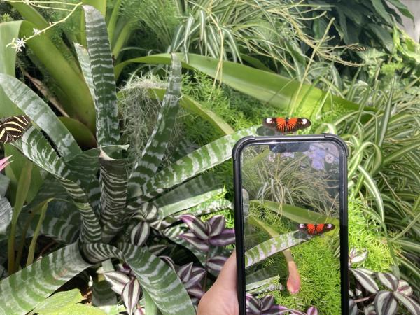 In the Great Vivarium, a visual-recognition feature identifies the butterflies and beetles at liberty, simply by taking their photo.