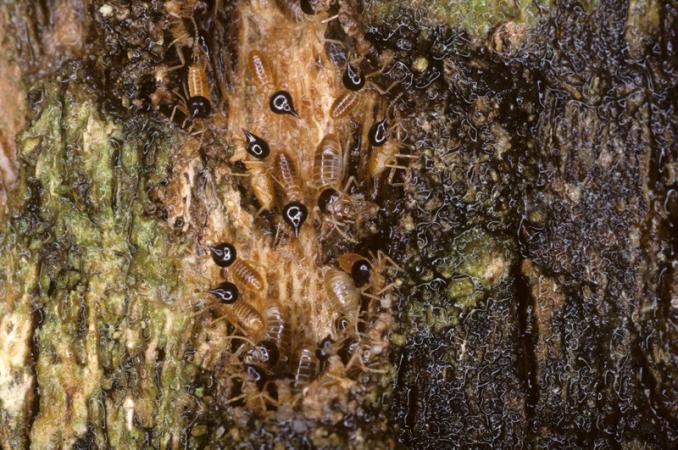 Photographed in Costa Rica, these termites of the genus Nasutitermes contribute significantly to the decomposition of dead wood in tropical forests.