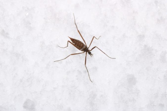 Snow fly (Chionea sp.)