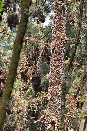 Monarch butterflies at their overwintering site in Mexico