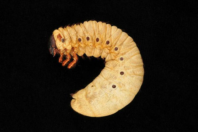 Dynastes hercules larva
