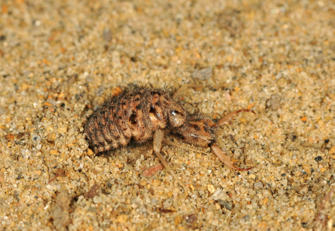 Larve de fourmilion au ras du sol