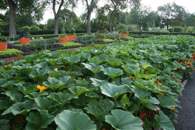 Cultivez des légumes d'automne