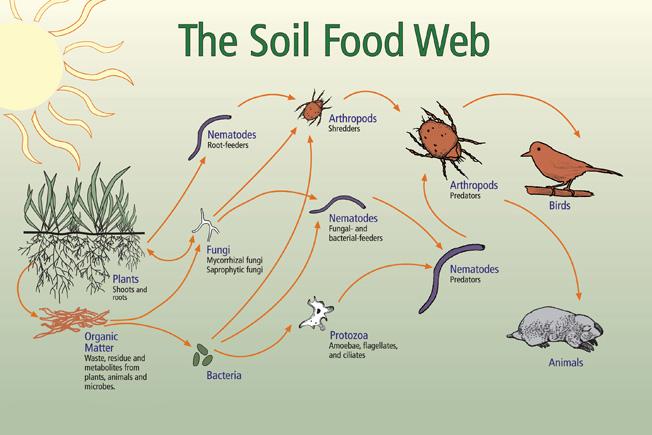 The soil food web