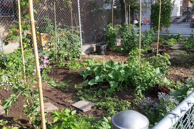 Jardin potager de l'école Garneau 