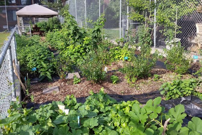 Vegetable garden at Garneau school