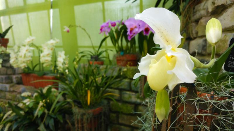 Paphiopedilum Chastity
