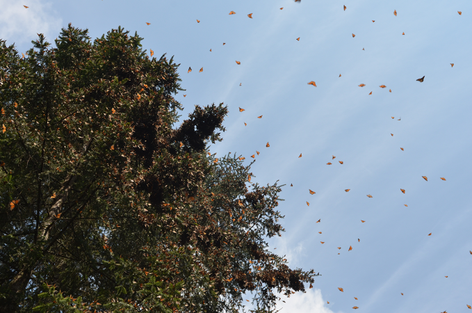 Migratory monarchs about to begin their migration from their overwintering site in Mexico.