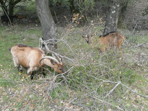 A goat grazing area in a green oak wood