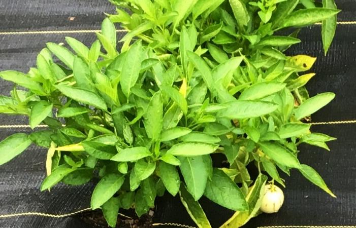 Pépino ou poire-melon (Solanum muricatum)