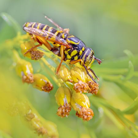 Spilomyia longicornis est une mouche pollinisatrice inoffensive qui imite les patrons de couleur d’une guêpe pour duper ses prédateurs. Ses pattes avant sont plus foncées pour ressembler aux longues antennes des guêpes!