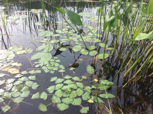 Début d’une colonie de châtaignes d’eau (Trapa natans) dans un herbier aquatique – Pointe-au-Sable 2020
