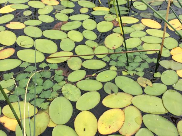 Deux rosettes de châtaignes d’eau (Trapa natans) bien dissimulées parmi les plants de Brasenia – Île Jones 2020