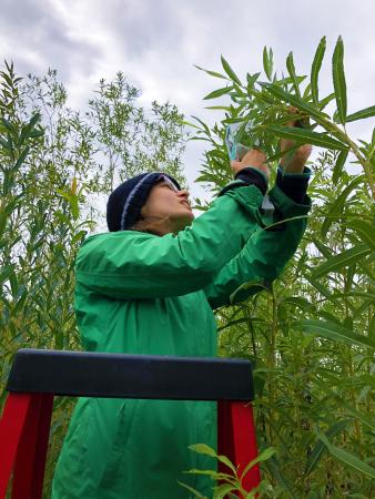 Daphne Gagnon-Fee measuring photosynthesis and gas exchange of three different willow species on October 1, 2021.