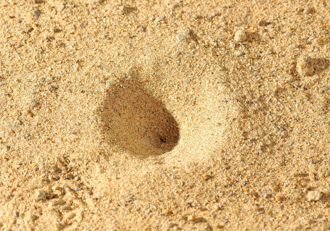 piège de la larve du fourmilion