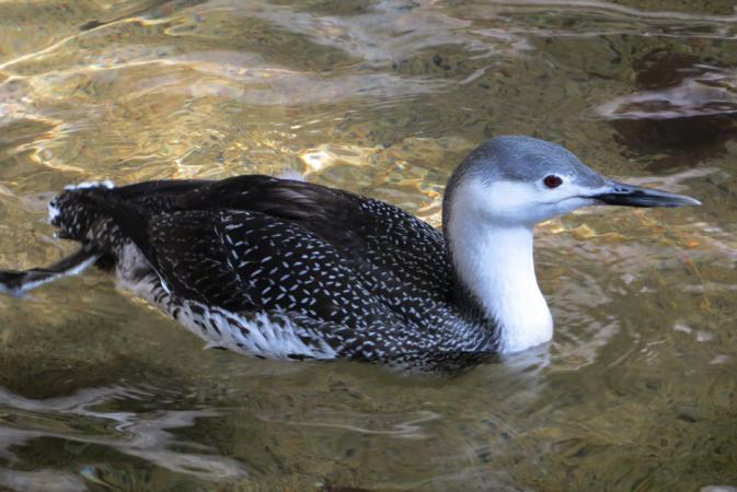 Red-throated diver (Gavia stellata)