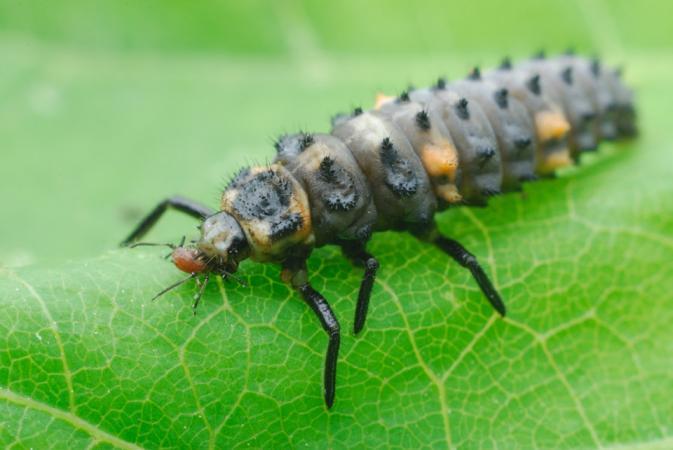 Larve de coccinelle mangeant un puceron Blogue Espace pour la vie