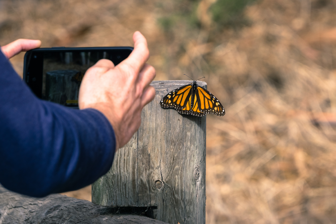 Sharing milkweed and monarch photos on the Mission Monarch website helps scientists map monarch breeding sites.