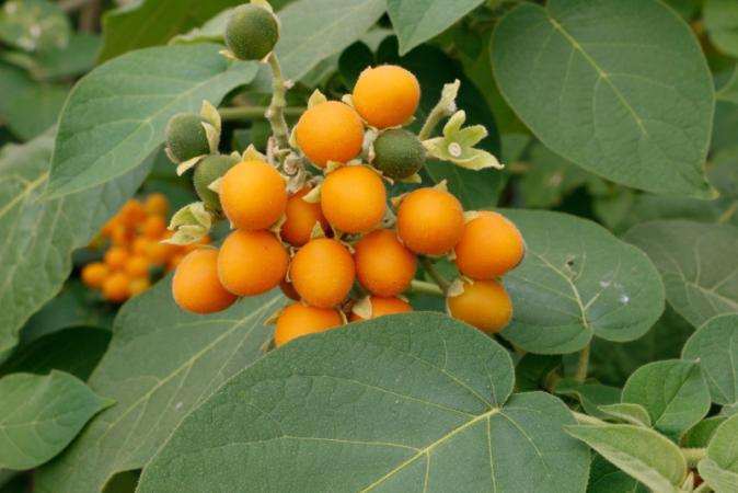 Dwarf tamarillo (Solanum abutiloides)