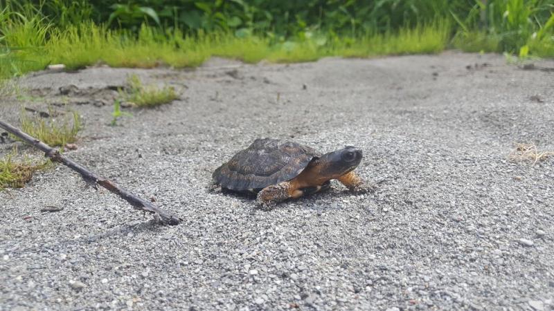 Une des 52 tortues des bois élevées au Biodôme et relâchées dans la nature depuis 2016. 