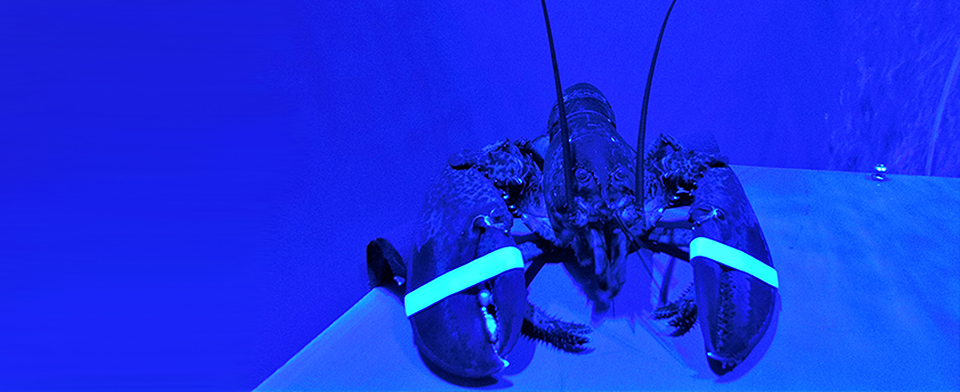 Microalgae for eco responsible lobster fishing?