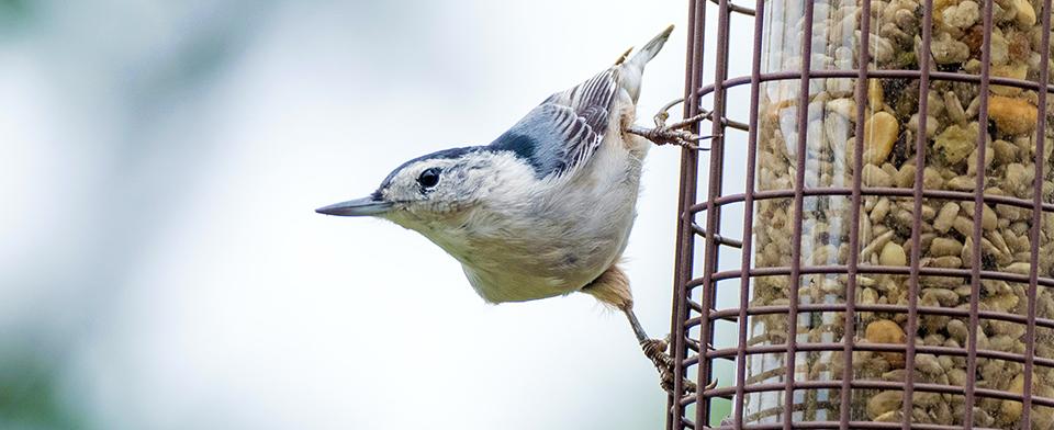 Nourrir les oiseaux l’hiver : bonne ou mauvaise idée?