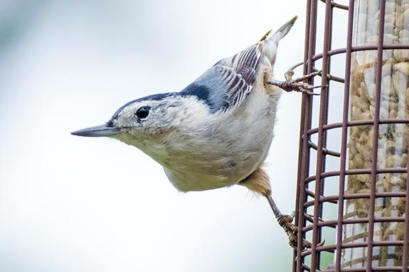 Nourrir les oiseaux l’hiver : bonne ou mauvaise idée?