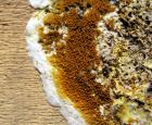 Les fructifications de la mérule, ou carpophores, peuvent apparaître sur des surfaces exposées comme un mur ou un escalier et sont parfois le premier indice visible de l’infestation 