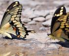 Deux papillons grands porte-queues