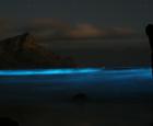 blue-tide-dinoflagellates-cc-flickr-bmc-ecology-8591666741_2063781357_o.jpg
