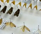 Anecdotes de chercheurs et chercheuses: papillons au sommet