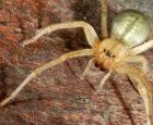 Could arachnophobia be the result of misinformation?