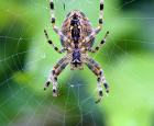 Y a-t-il plus d’araignées à la fin de l’été au Québec?