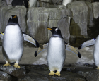 It’s winter in summertime for the Biodôme penguins