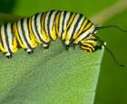 What happens when a monarch skip a meal?