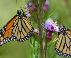 L&#039;étonnante mémoire des papillons monarques