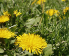 Do we really have to let dandelions grow?