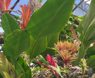 Behind the scenes of the overhaul of the Tropical Rainforest greenhouse