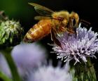 La sauvegarde des pollinisateurs : un enjeu nord-américain - carrousel